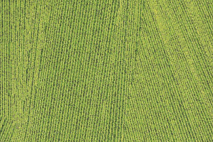 Ковровая плитка Milliken Facet fct 103-141 Lime фото  | FLOORDEALER